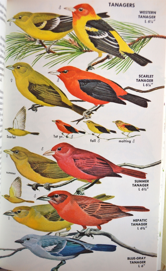 Tanager plate.JPG